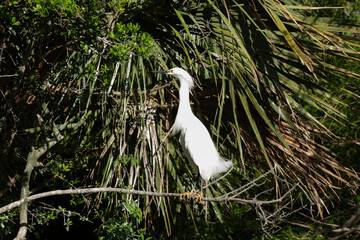 Snowy Egret
