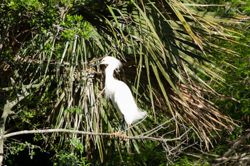 Snowy Egret