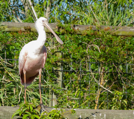 Roseate Spoonbill