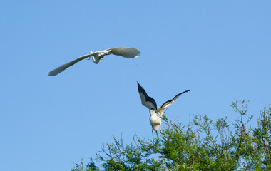 Wood Stork