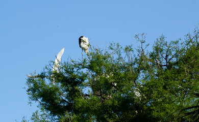Wood Stork