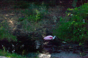 Roseate Spoonbill