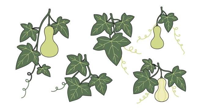 Ivy Gourd Line art illustration