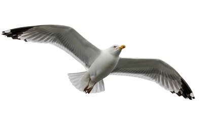 Fototapeta premium Seagull soaring through the air with wings spread wide