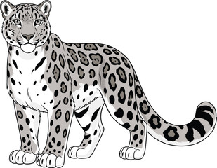 Detailed illustration of snow leopard with thick spotted coat, rosettes, bushy tail, muscular build, endangered wildlife artwork, animal anatomy drawing, educational nature diagram for biology © IconicCreations