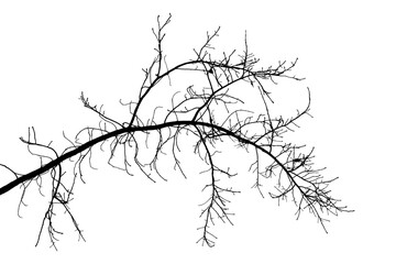 Obraz premium Vector. Vector illustration of an oak branch.