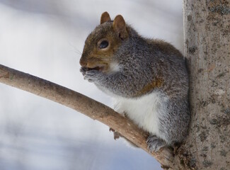 Fototapeta premium Squirrel Having A Snack