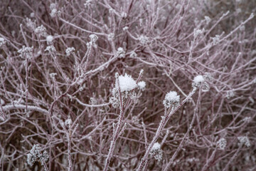 Frost Covered Wild Plants and Twigs in Winter