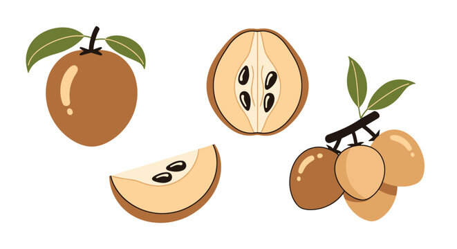 Sapodilla Line art color outline design minimal style