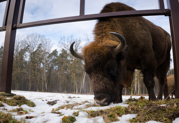 Rodzina żubrów na leśnej zimowej polanie w Pszczynie Jankowicach Polska © kubikactive