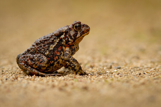 American toad on the ground