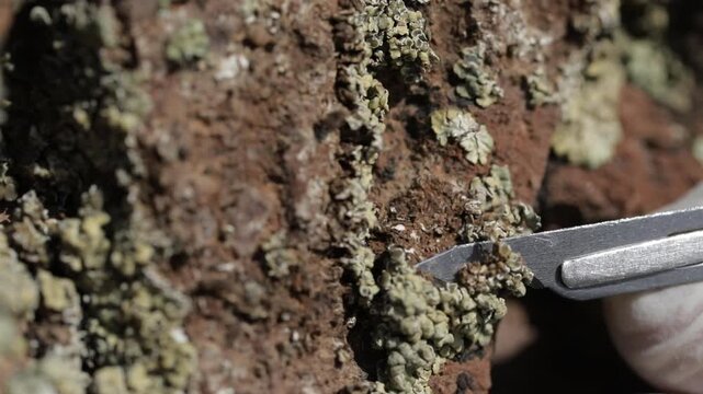 Macro Shot of Lichen Removal from Historical Stone Surface - Archaeological Conservation