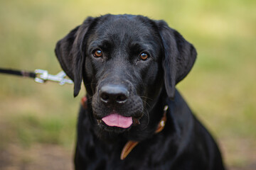 Fototapeta premium An energetic black Labrador on a walk. A close-up portrait of the dog.