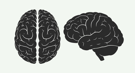 Human Brain Illustration Showing Different Views and Structures.