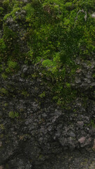 Close-up of a textured surface featuring dark rock with vibrant green moss growing in patches. The natural elements create a rich, organic appearance.