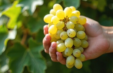 Fototapeta premium Person holds bunch of ripe yellow green grapes. Fresh organic fruit picked from vine. Healthy natural food in hand, ready for eating or cooking. Juicy sweet grape harvest.