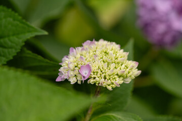 Obraz premium Hydrangea bud blooming with soft pink petals