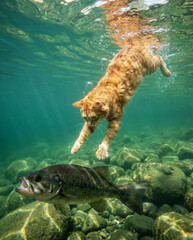 Obraz premium Cat Diving Underwater Chasing Fish