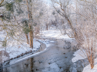 Zima w Parku w Olsztynie. Rzeka Łyna.
