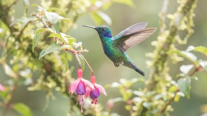 Iridescent hummingbird in flight approaching pink fuchsia flowers in a lush garden setting