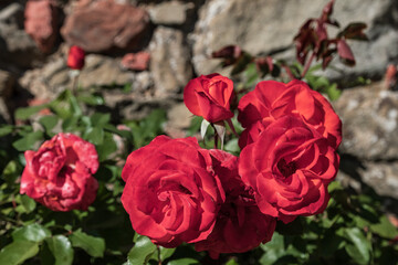 Red rose flowers blooming with stone wall in background