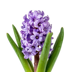 Fototapeta premium Purple Hyacinth Flower With Green Leaves in Bright Light on a Plain Background