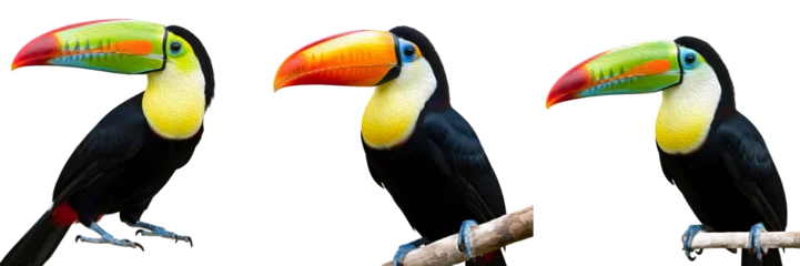 Fototapeten Tukan Keel-billed Toucan Ramphastos Sulfuratus and Toco Toucan Ramphastos Toco perched isolated on white background, tropical bird collection with colorful beaks for natural history design  © Gretha PLSTN