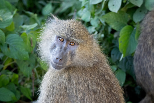 A female Olive baboon (Papio anubis) looking directly at the camera, highlighting her light brown eyes