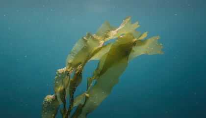 Green kelp seaweed floating in clear blue underwater ocean water