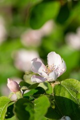 Close up of pink flowers on a quince (cydonia oblonga) tree
