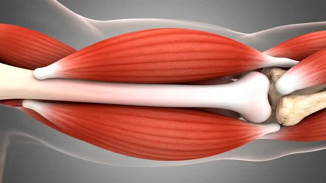 Detailed anatomical illustration of human arm muscles and bones.