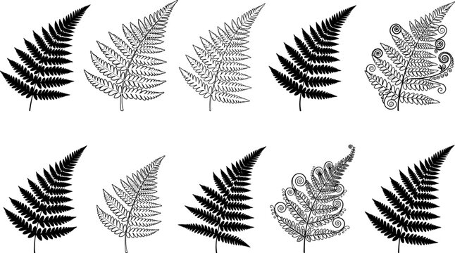 Fern leaf engraving silhouette collection featuring botanical line art, vintage plant illustrations, and decorative foliage isolated on white background vector set