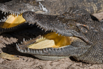 Fototapeta premium Close up of Alligator's Head With Open Mouth