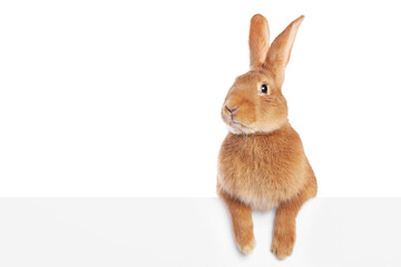 Obraz premium Cute fluffy Easter bunny isolated on white