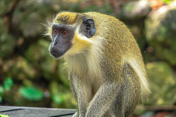 Fototapeta premium The face of a small green monkey in Barbados