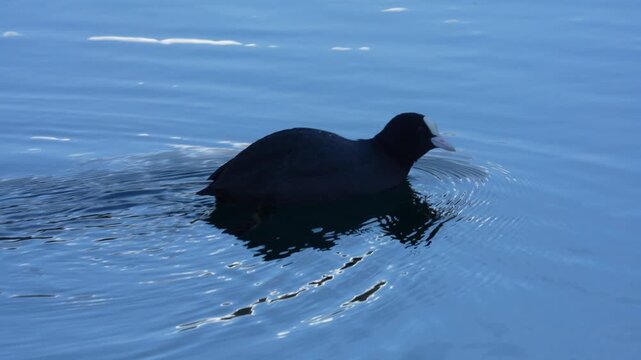 Eurasian coot swimming in a blue water lake