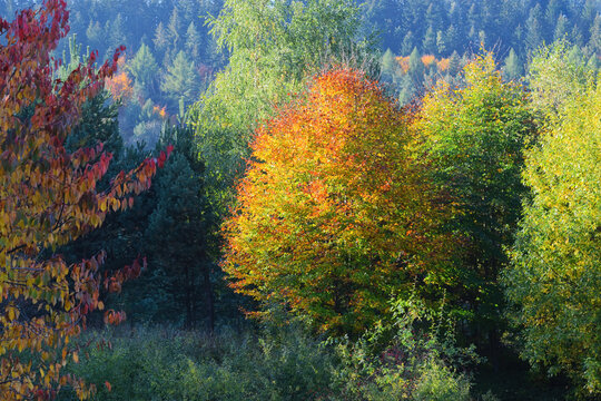 Landscape of an autumn Carpathian forest in the morning sunlight