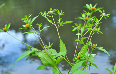 In nature, grass from the genus Bidens grows (Bidens frondosa, Bidens tripartita)