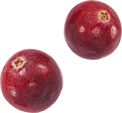 Falling lingonberries isolated