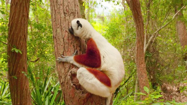 Coquerel's sifaka, Propithecus coquereli,  lemur resting in Madagascar rainforest environment, ideal for: wildlife conservation, biodiversity awareness, environmental education.