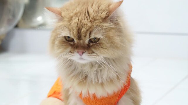 Fluffy orange cat in adorable outfit showcases calm demeanor on tiled floor, exuding charm and cuteness, while its soft fur and unique personality create heartwarming scene for pet lovers