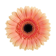 A single freshly bloomed peach-pink gerbera daisy flower with a textured black core, ultra hd top-down view, isolated on a bright white background with copy space. Concept of purity and clarity