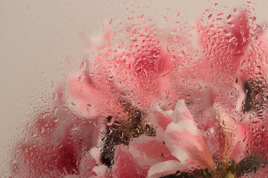 Smoke close up soft focus pink Flower bouquet through glass with water drops. Abstract natural blur gradient background.