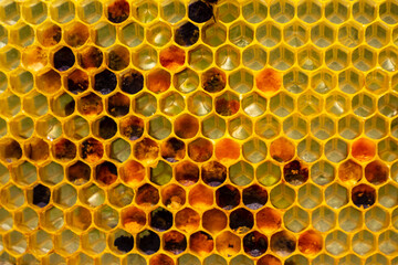 The honeycomb contains pollen and nectar.
The pollen is used as food for developing bees and also in alternative medicine. 
