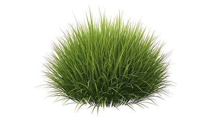 Green Grass Tuft Isolated on White Background  Nature, Spring, Summer