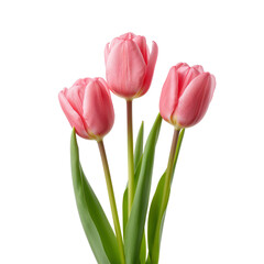 Naklejka premium Three Pink Tulips With Green Leaves Standing in a Vase on a White Background