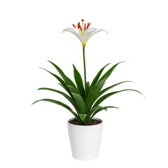 Fototapeta premium White Lily Plant in a Plain Pot With Green Leaves Standing Upright Indoors