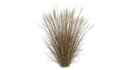 Ornamental Grass Isolated. Pampas Grass, Dried Grass, Bush on White Background.