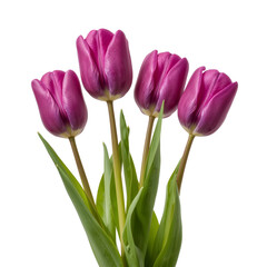 Naklejka premium Purple Tulips Stand Together Against a White Background in a Simple Arrangement for Decoration