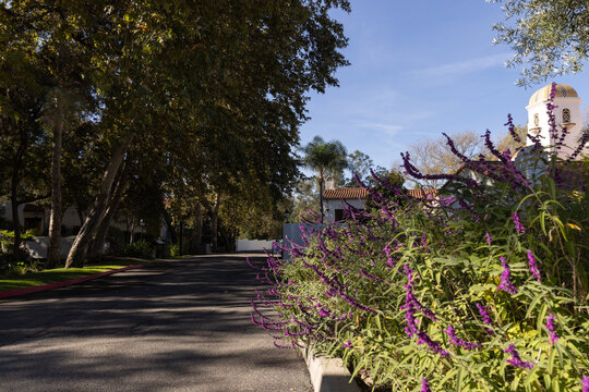 low angle of walking path with purple lavender plants and orange tiled roof